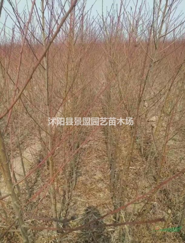 求購桃樹去哪家最好？