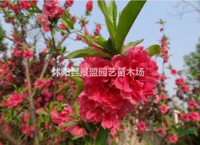 桃樹一年生樹苗哪里有出售？