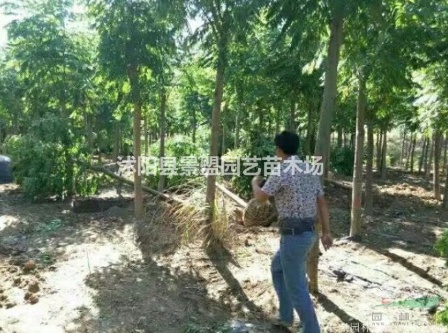 直徑9公分欒樹多少錢一棵？