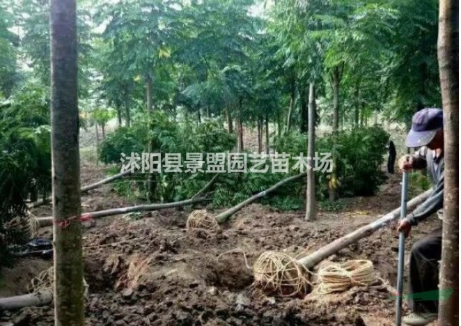 直徑9公分欒樹多少錢一棵？