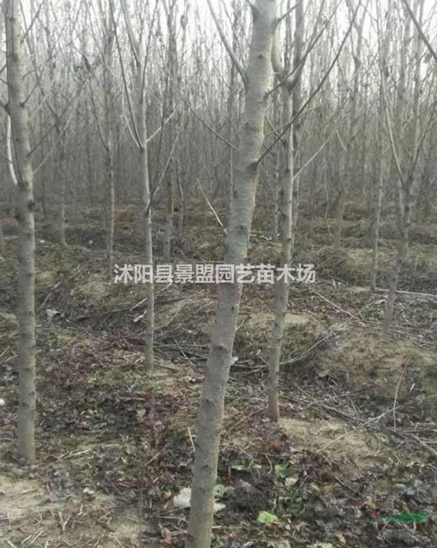 哪里有桃樹基地？