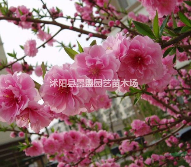 米徑4公分桃樹什么價(jià)格能買到？