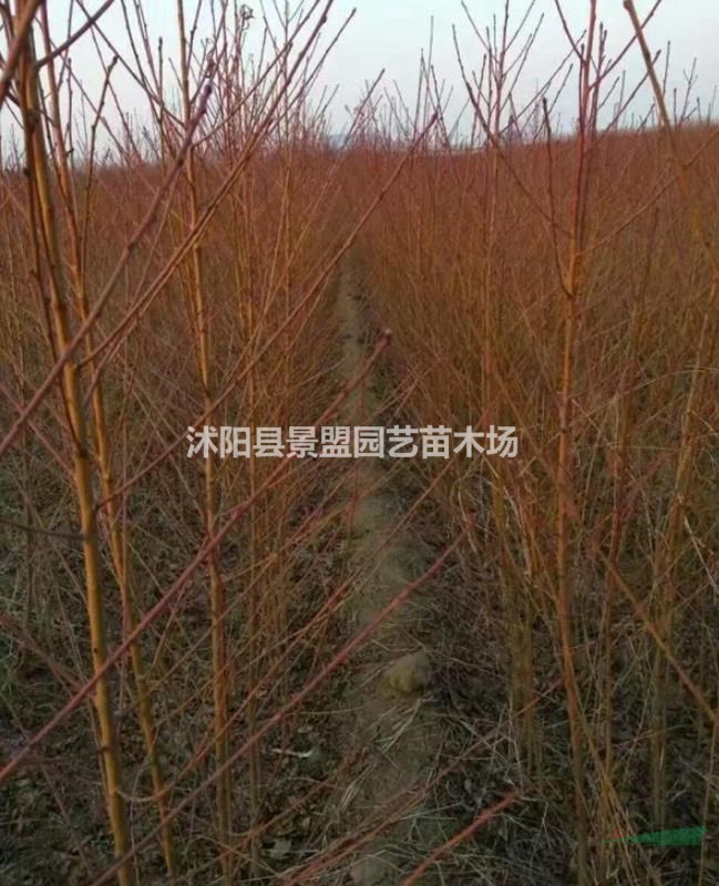 地徑6公分桃樹多少錢一棵？