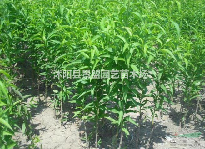 地徑6公分桃樹多少錢一棵？