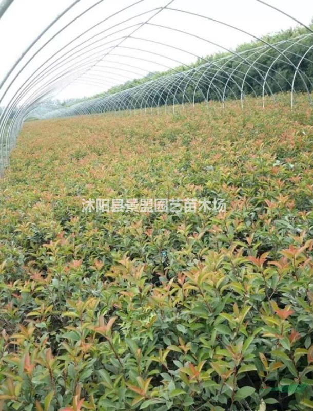 紅葉石楠樹幾月份移植？