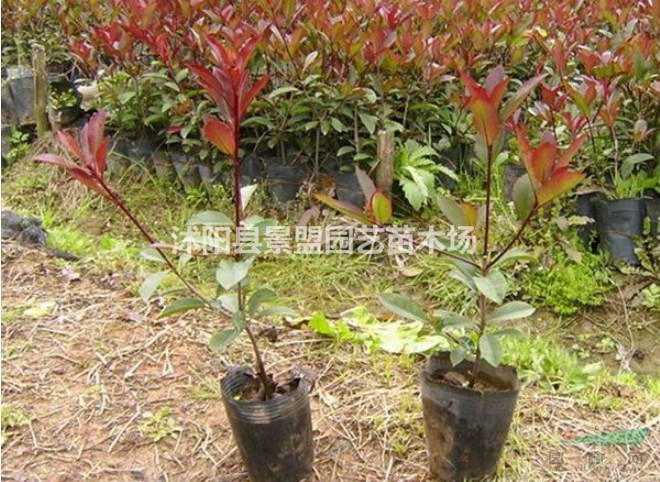 4月份能栽植紅葉石楠樹嗎？