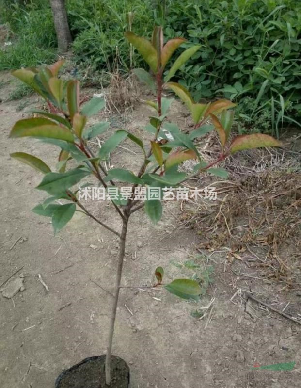 4月份能栽植紅葉石楠樹嗎？