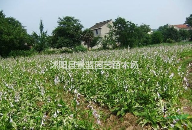 湖南的青葉玉簪都在哪里買的？