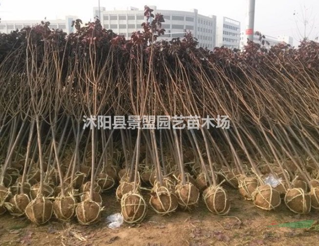 紅葉李哪里有賣？