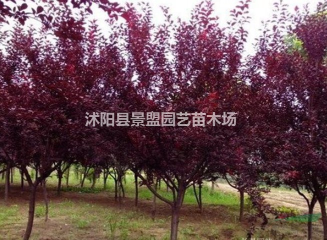 紅葉李哪里有賣？