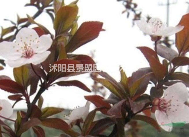 紅葉李8月份可以種植嗎？