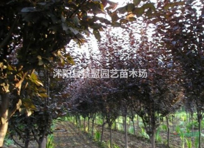 紅葉李8月份可以種植嗎？