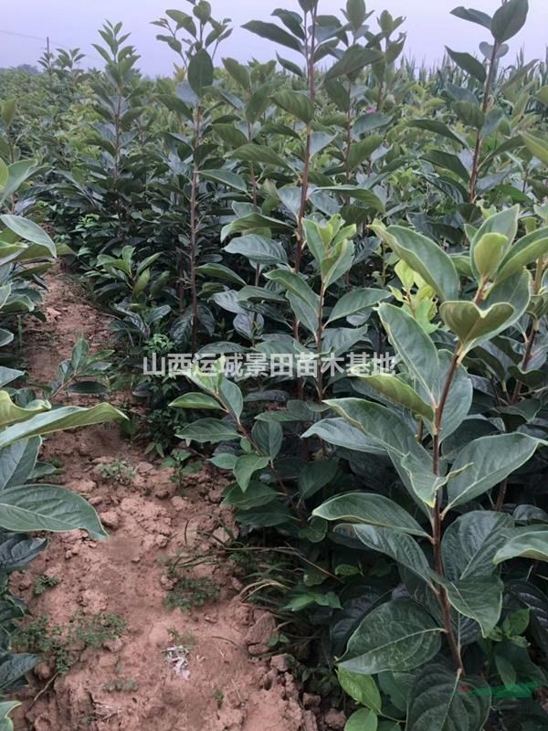 摘下來就能吃的柿子是什么品種？新品種脆甜柿子樹哪里有？