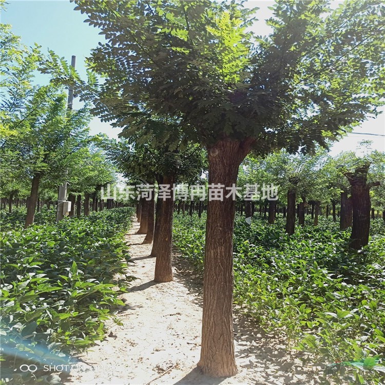 20公分國槐樹  20cm國槐價格  山東國槐基地