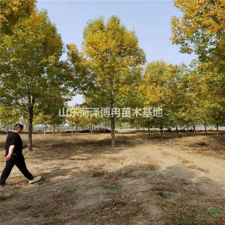 12公分白蠟樹  12公分速生白蠟價(jià)格  12公分老式白蠟樹