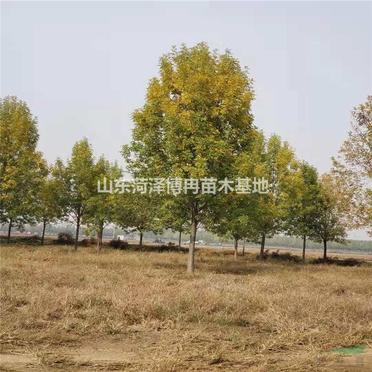 12公分白蠟樹  12公分速生白蠟價(jià)格  12公分老式白蠟樹