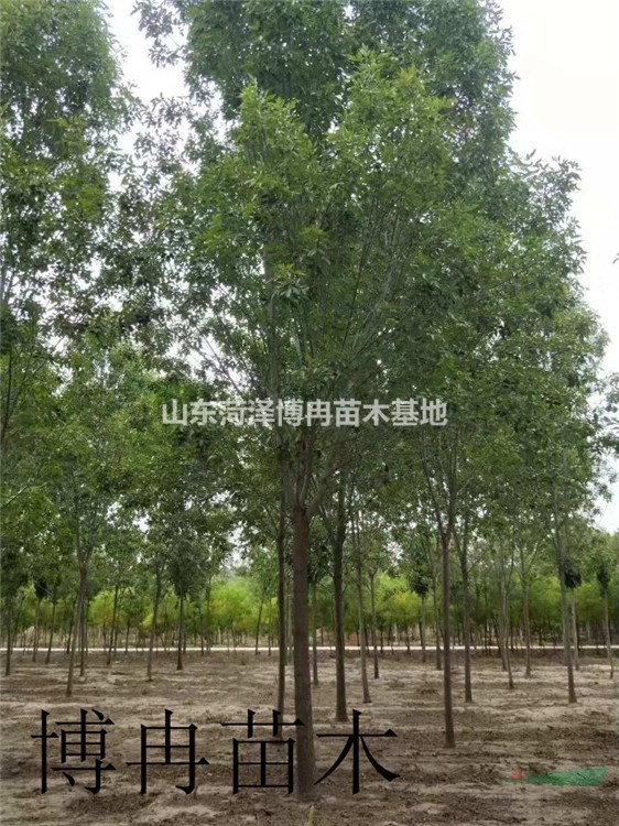20公分白蠟樹 20公分速生白蠟  20公分老式白蠟價格