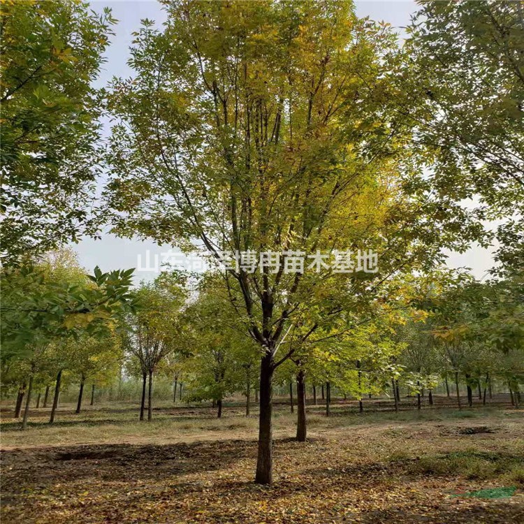 10公分白蠟樹  10公分速生白蠟樹價(jià)格  10公分老式白蠟