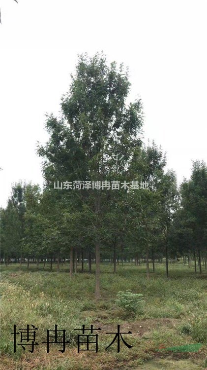 9公分白蠟樹  9公分速生白蠟  9公分原生冠白蠟價格