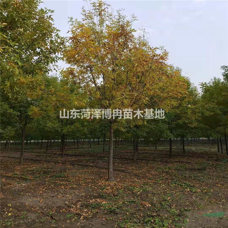 9公分白蠟樹  9公分速生白蠟  9公分原生冠白蠟價格