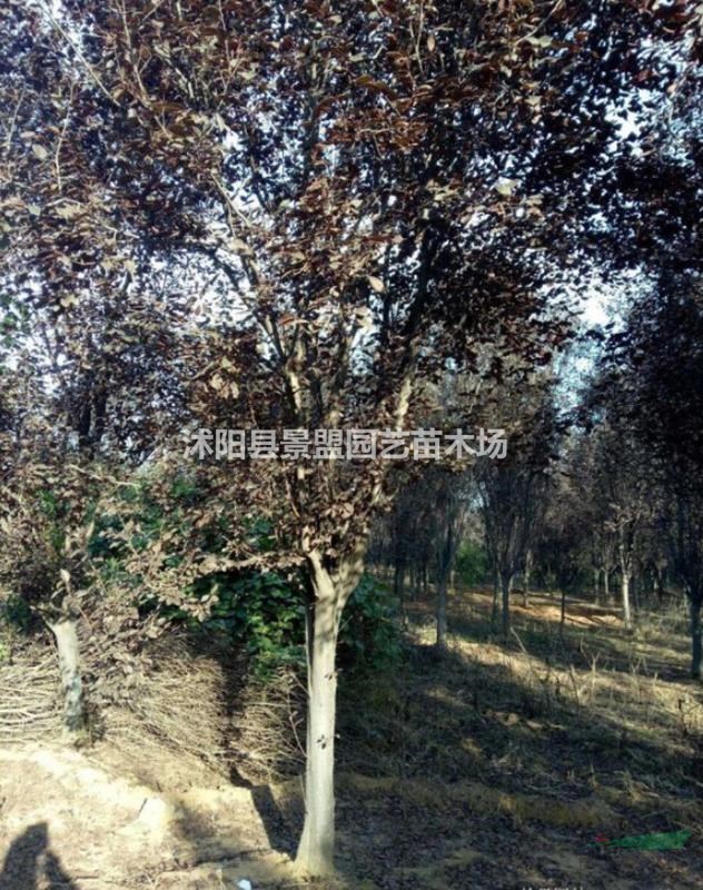 福建有種植紅葉李的基地嗎？