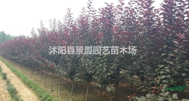 福建有種植紅葉李的基地嗎？