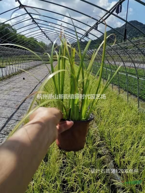 优质特价金叶石菖蒲120双色杯产地直销