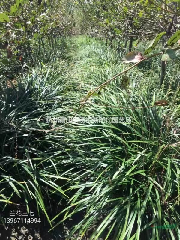 大小規格蘭花三七基地