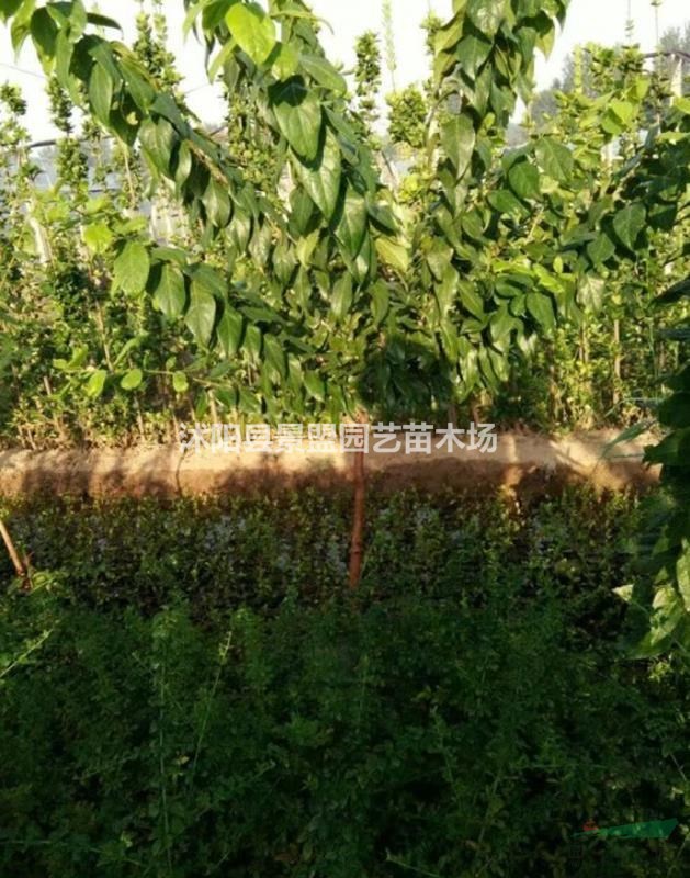 臘梅花苗多少錢一株？