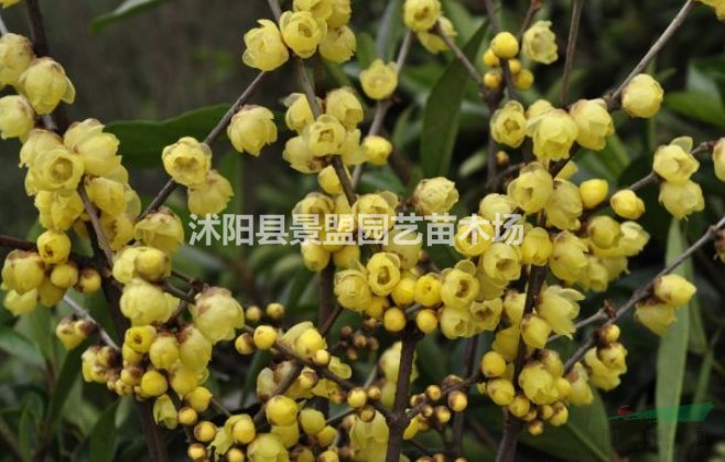 江西臘梅苗都在哪買的？