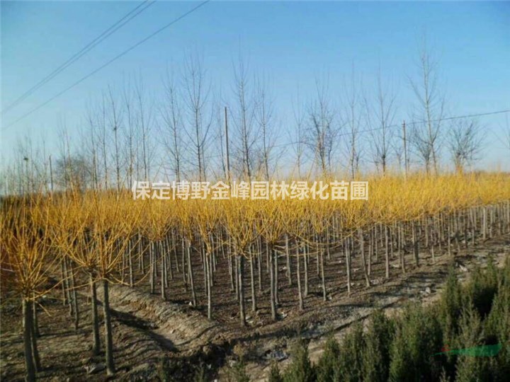河北金枝國槐 金枝國槐供應(yīng)