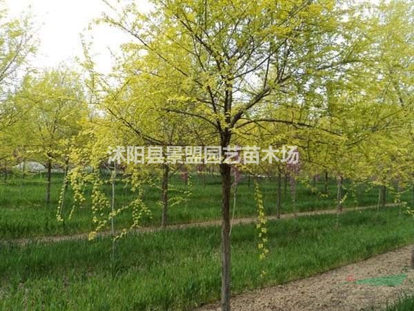陜西有種植金葉榆的基地嗎？