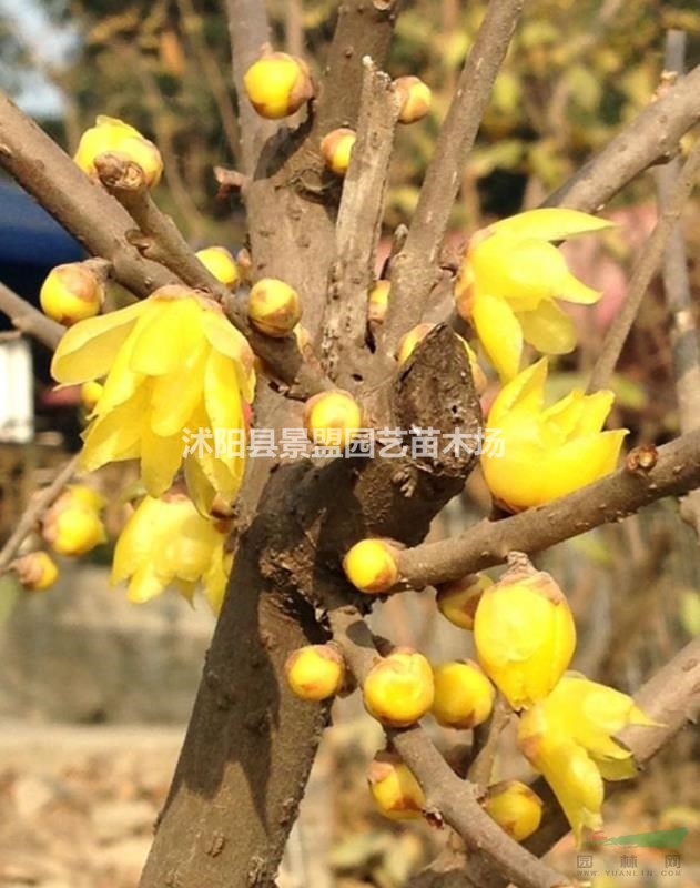 臘梅小苗哪家好？