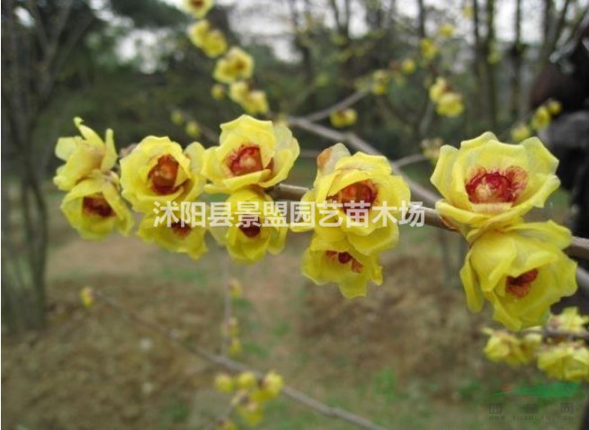 兩公分紅葉臘梅報(bào)價(jià)哪家準(zhǔn)確？