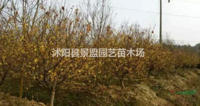 5公分臘梅樹(shù)今年什么價(jià)格？