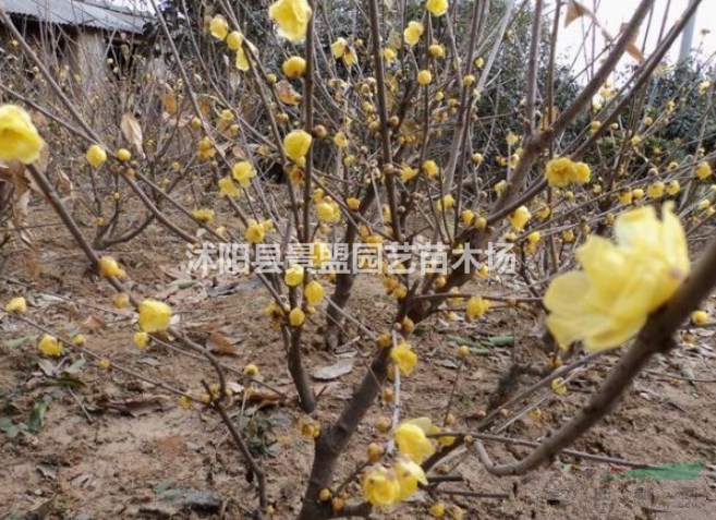 5公分臘梅樹(shù)今年什么價(jià)格？