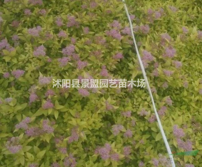 川滇繡線菊多少錢一棵？