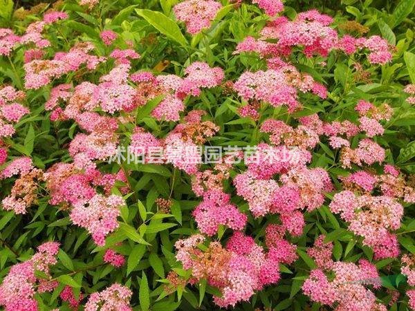 川滇繡線菊多少錢一棵？