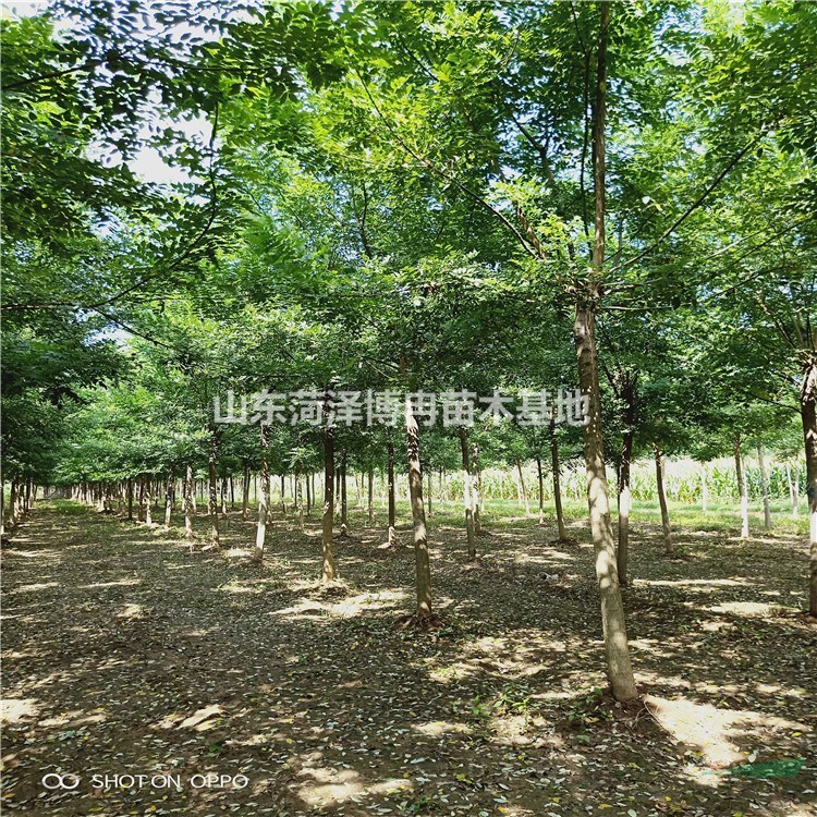 15個(gè)的精品國(guó)槐樹批發(fā) 胸徑15公分的原生冠國(guó)槐樹出售