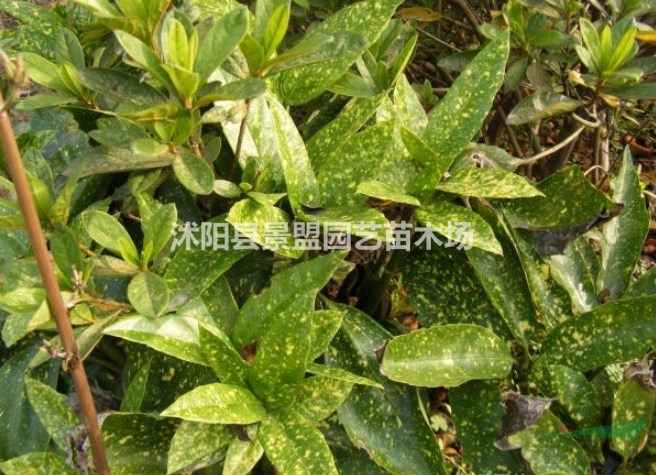 灑金珊瑚能長多高？
