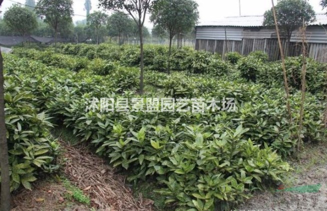 四川灑金珊瑚都是在哪里買的？
