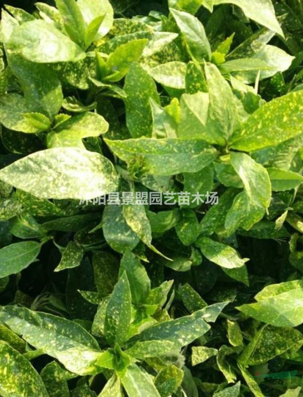 灑金珊瑚一般胸徑多少？