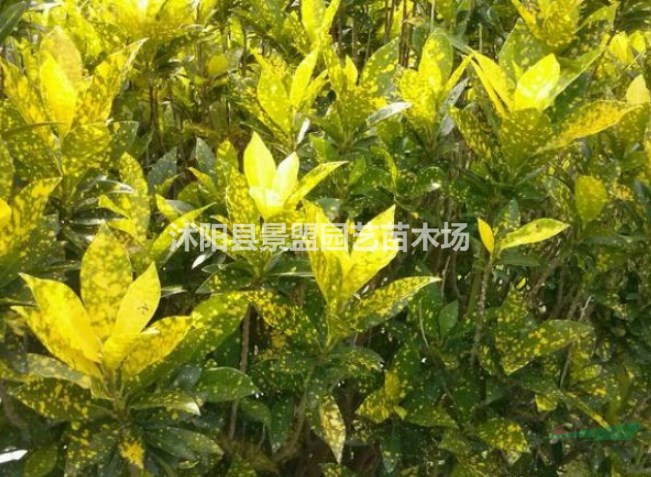 灑金珊瑚一般胸徑多少？