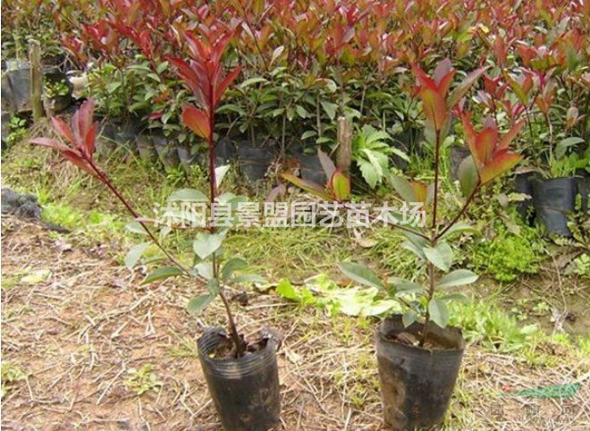云南哪里有賣紅葉石楠苗？