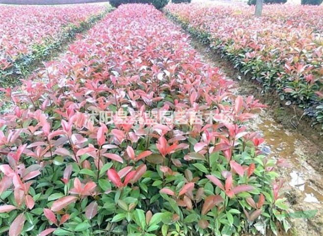 云南哪里有賣紅葉石楠苗？