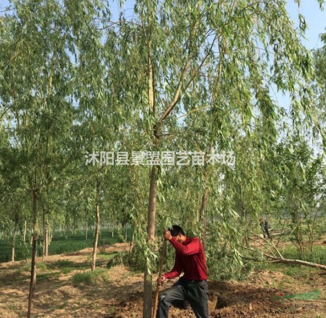 直徑10公分柳樹(shù)多少錢(qián)一棵？