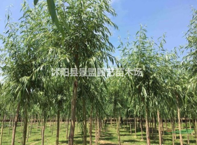直徑10公分柳樹(shù)多少錢(qián)一棵？