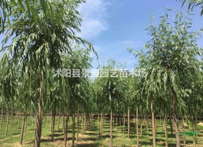 新疆有種植柳樹(shù)的基地嗎？