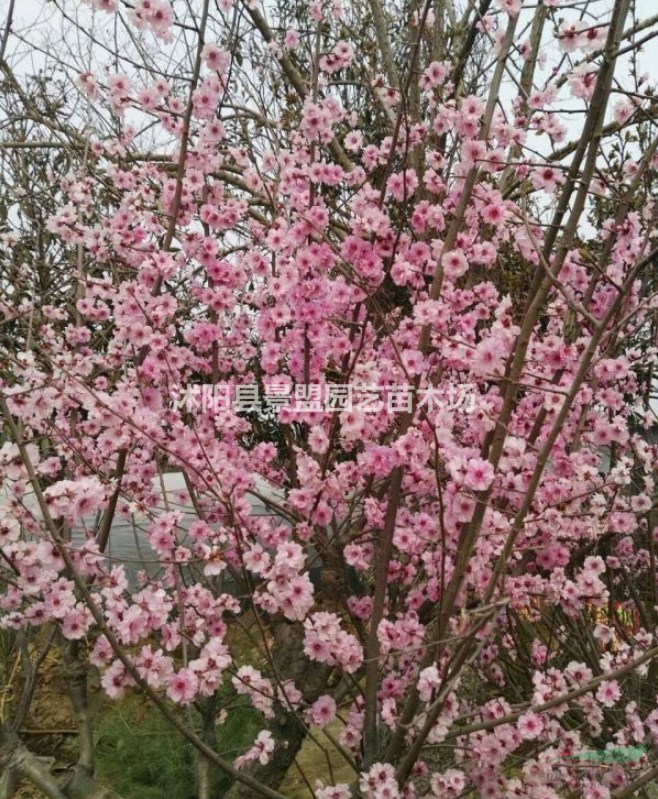 陜西可以種植美人梅嗎？