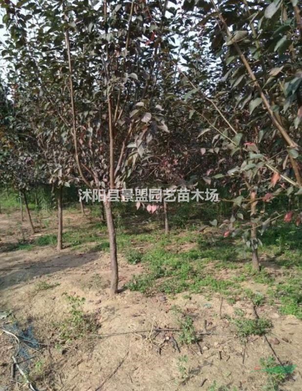 陜西可以種植美人梅嗎？